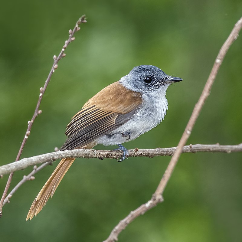 Sao Tome Paradise-Flycatcher (Terpsiphone atrochalybeia) photo