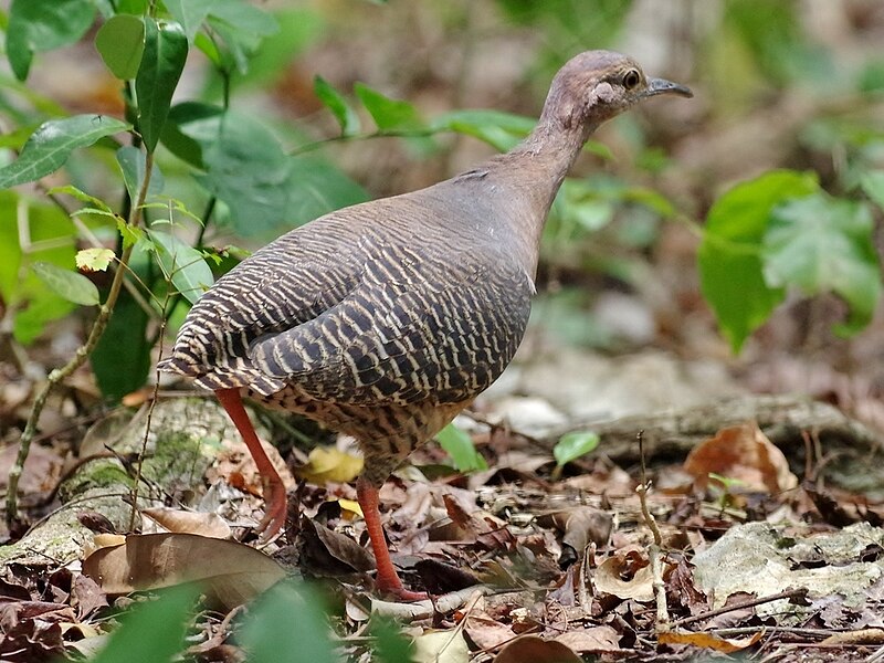 Thicket Tinamou (Crypturellus cinnamomeus) photo