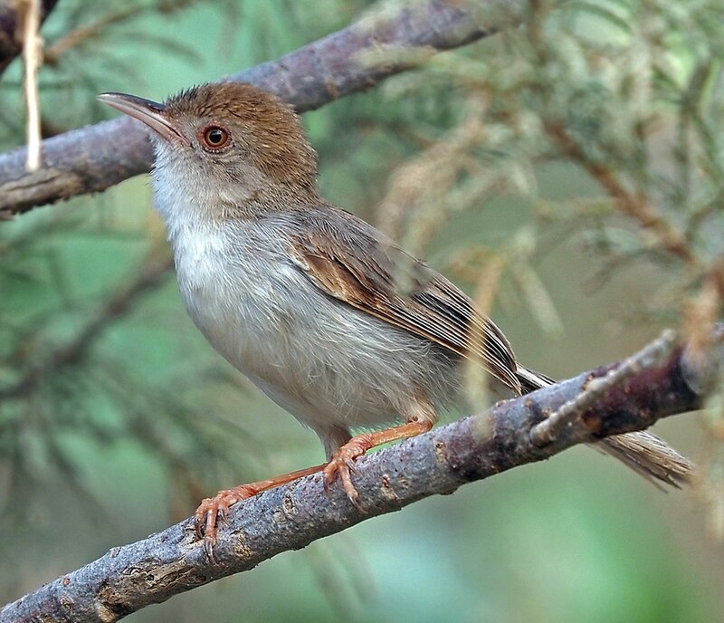Socotra Warbler (Incana incana) photo
