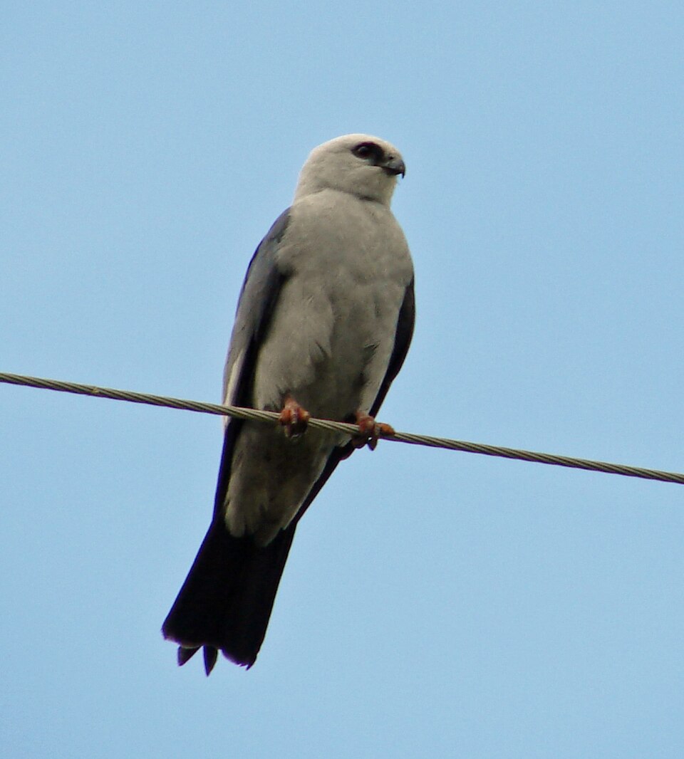 Mississippi Kite (Ictinia mississippiensis)