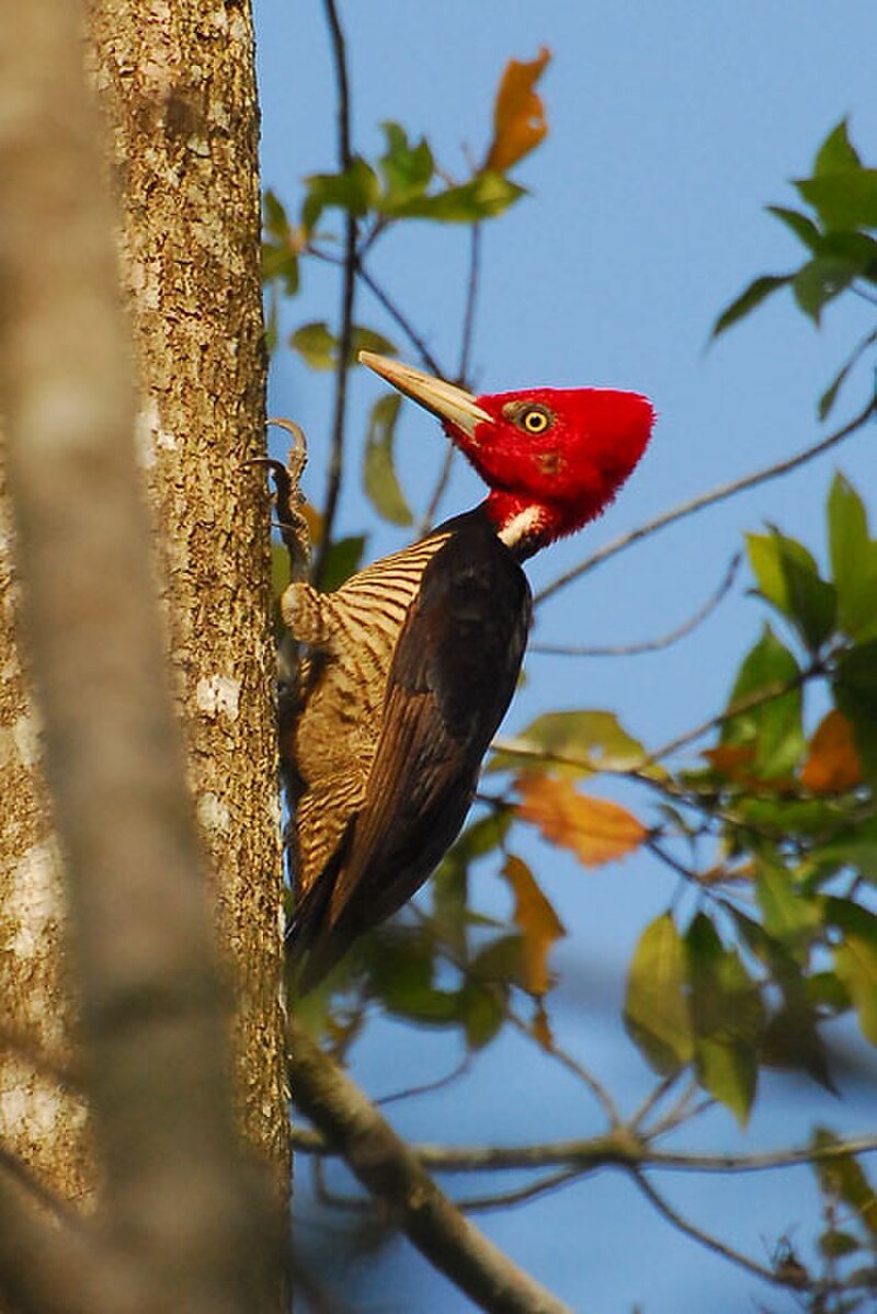 Pale-billed Woodpecker (Campephilus guatemalensis) photo