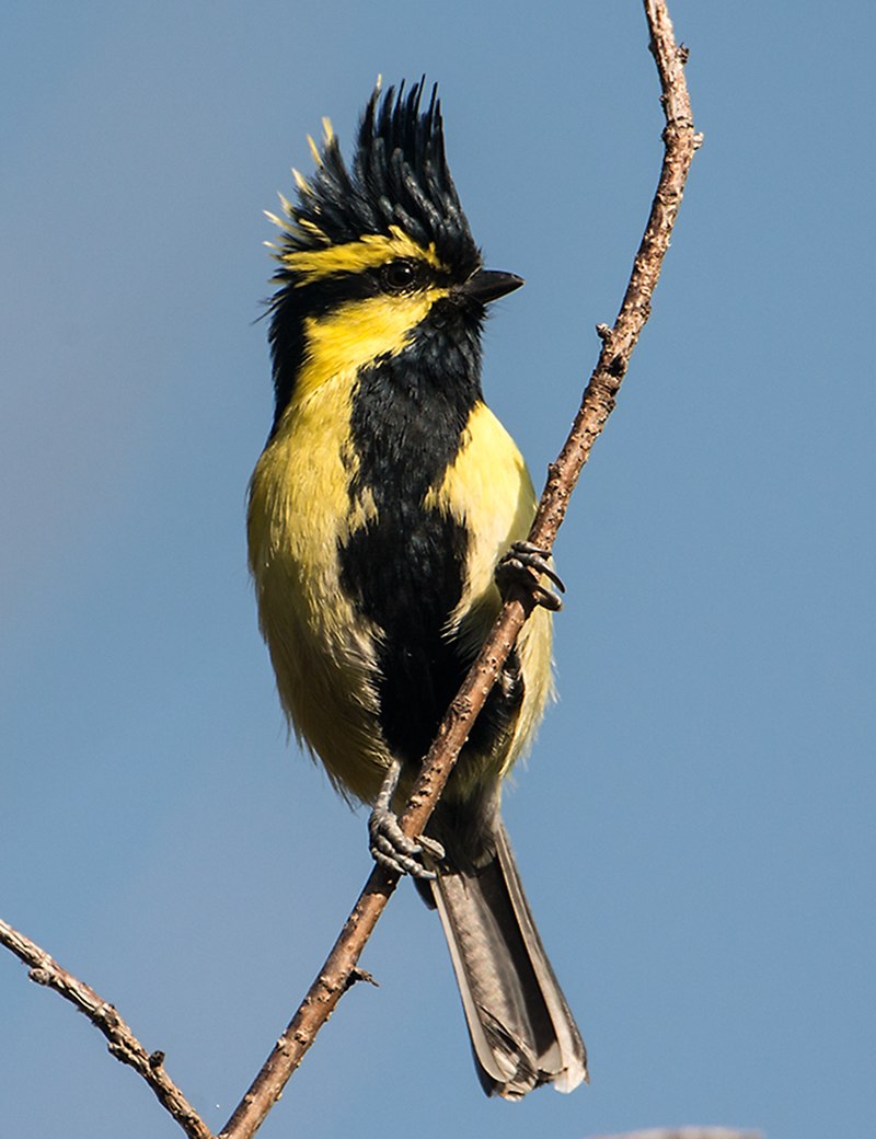 Himalayan Black-lored Tit (Machlolophus xanthogenys) photo