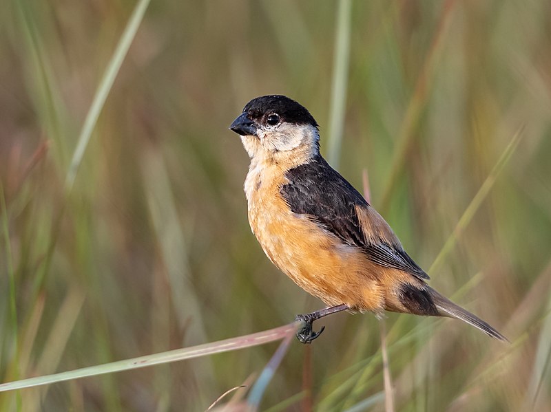 Black-and-tawny Seedeater (Sporophila nigrorufa) photo
