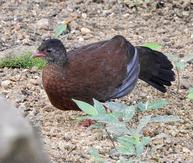 Sri Lanka Spurfowl (Galloperdix bicalcarata) photo
