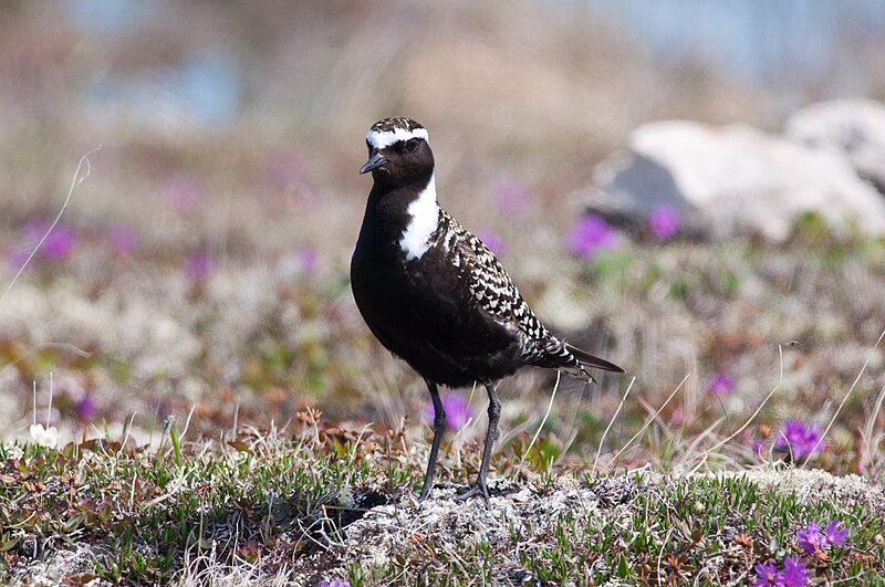 American Golden-Plover (Pluvialis dominica) photo