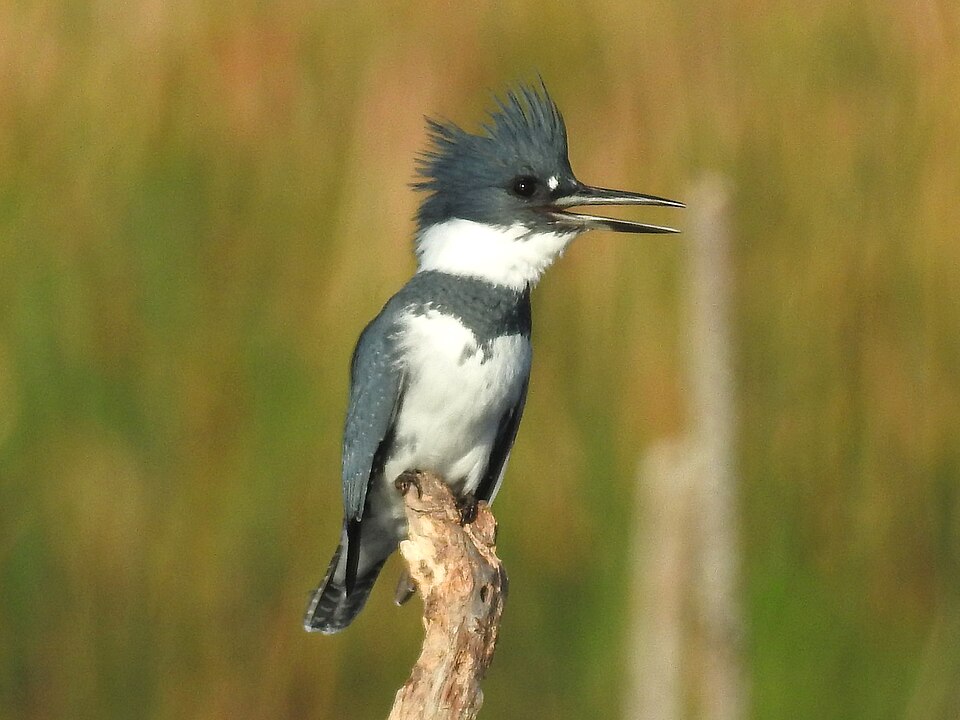 Belted Kingfisher (Megaceryle alcyon)