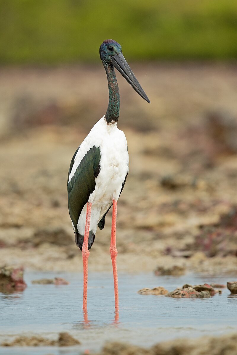 Black-necked Stork (Ephippiorhynchus asiaticus) photo