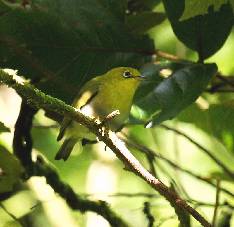 Fiji White-eye (Zosterops explorator) photo