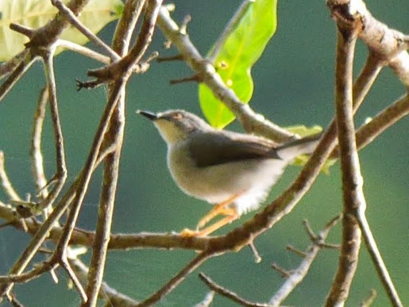 Gosling's Apalis (Apalis goslingi) photo