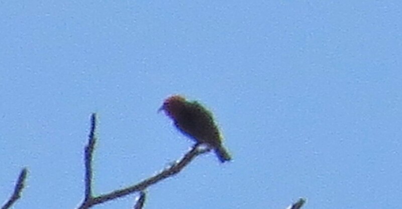 Sumba Myzomela (Myzomela dammermani) photo