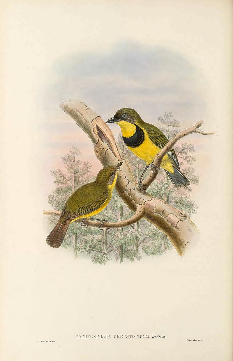 Oriole Whistler (Pachycephala orioloides) photo