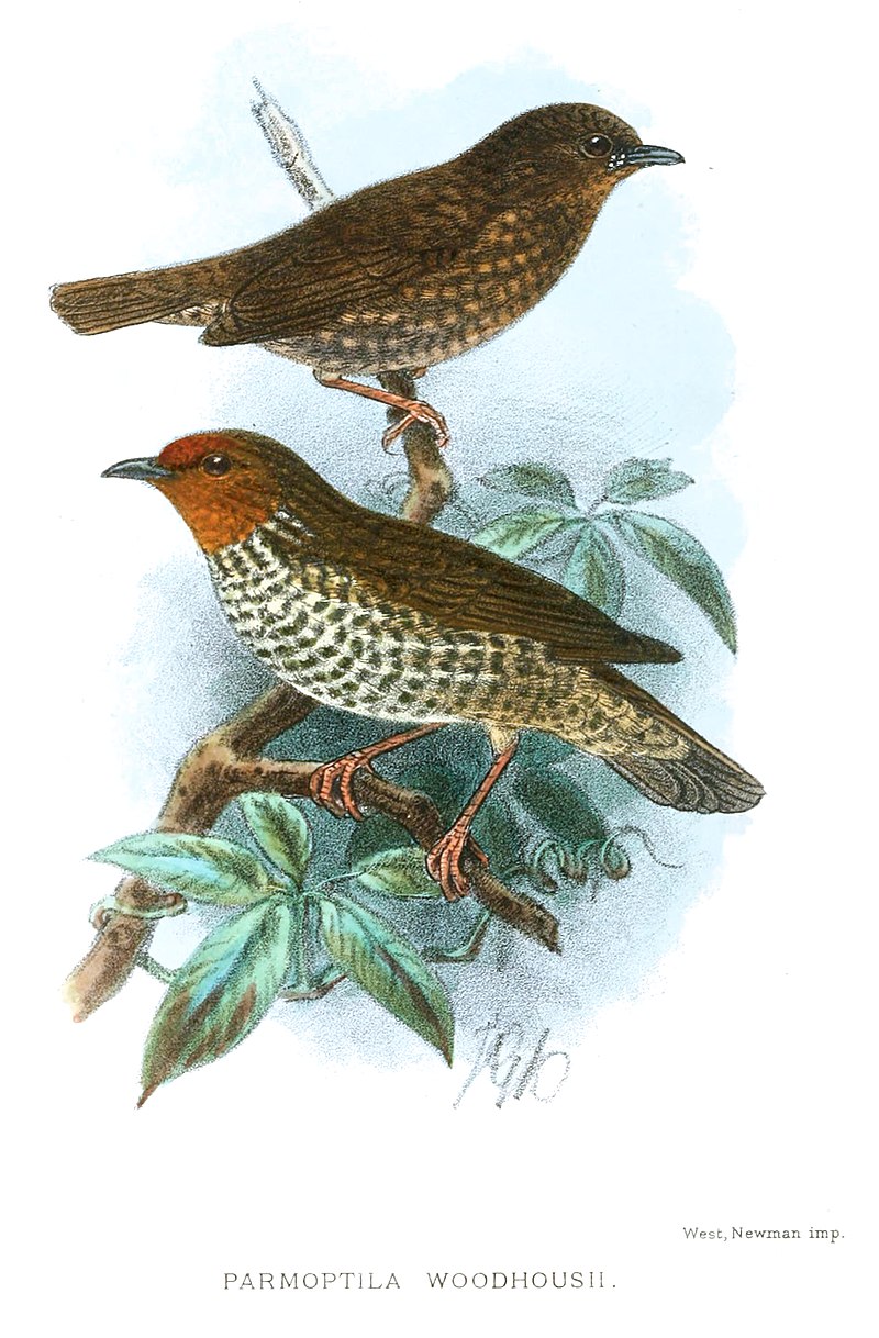 Woodhouse's Antpecker (Parmoptila woodhousei) photo