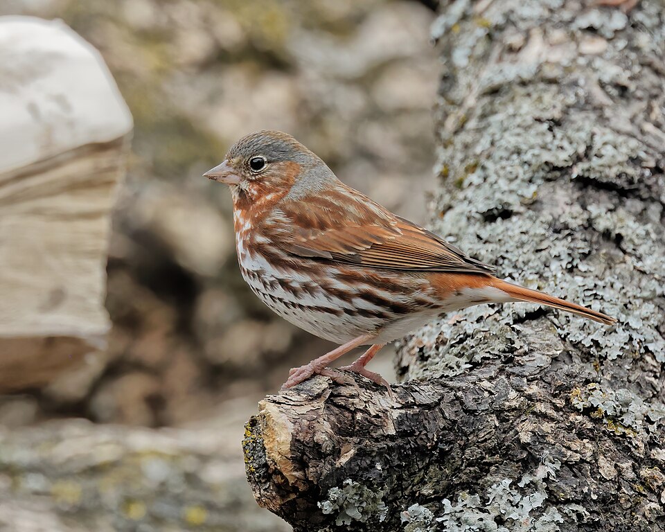 Fox Sparrow (Passerella iliaca)