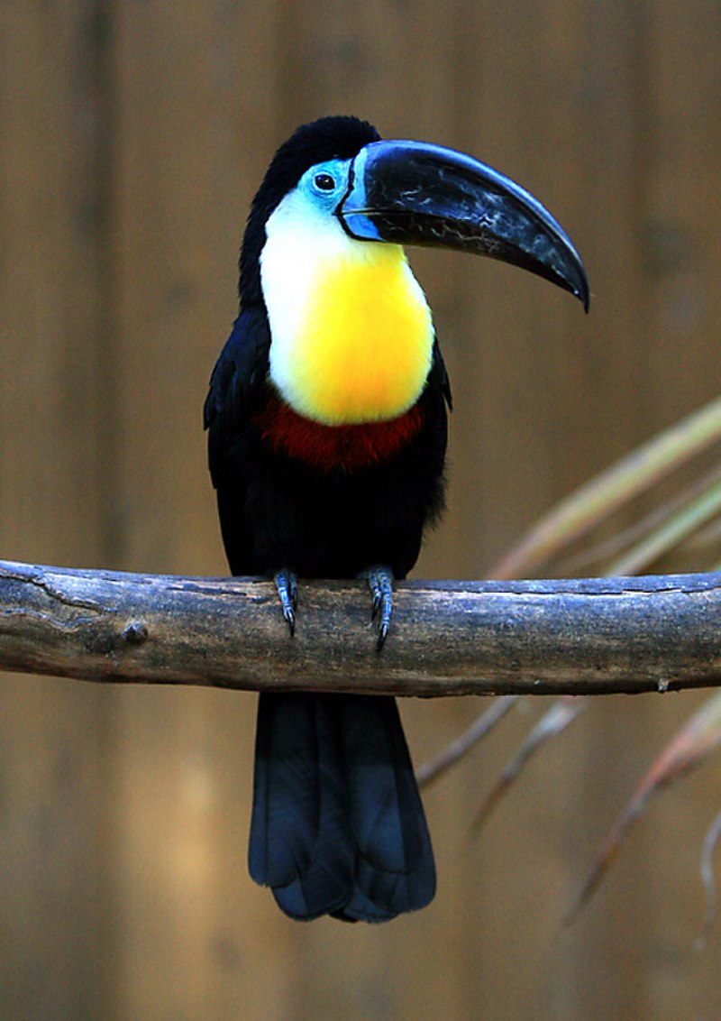 Channel-billed Toucan (Ramphastos vitellinus) photo