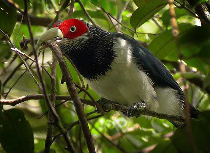 Red-faced Malkoha (Phaenicophaeus pyrrhocephalus) photo