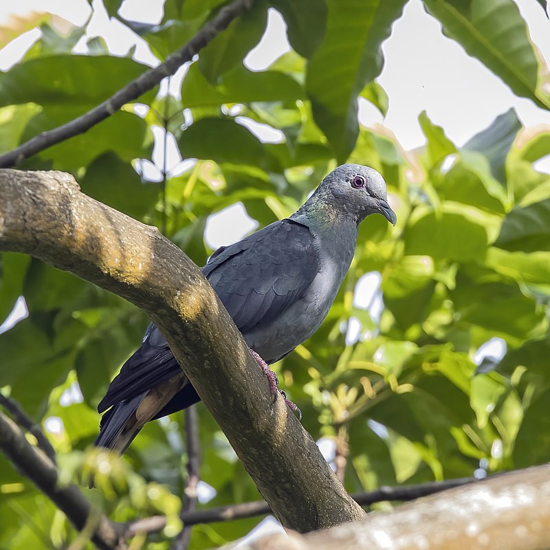 Sao Tome Pigeon (Columba malherbii) photo