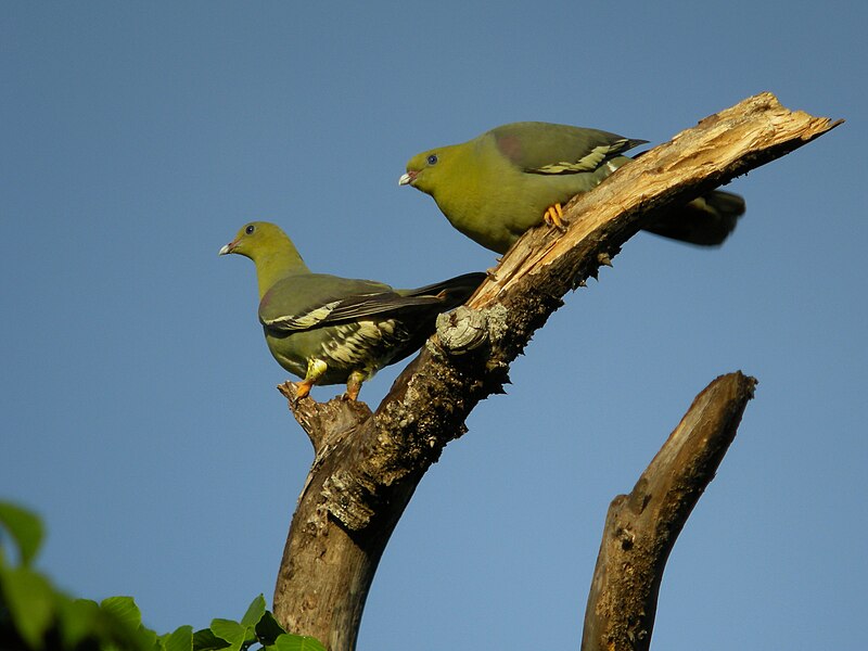 Madagascar Green-Pigeon (Treron australis) photo
