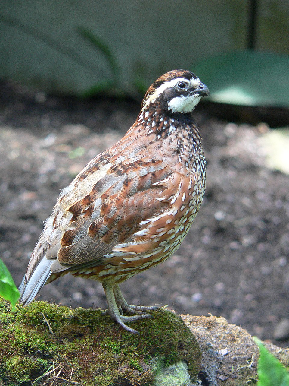Northern Bobwhite (Colinus virginianus)