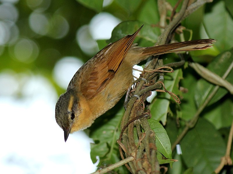 Ochre-breasted Foliage-gleaner (Anabacerthia lichtensteini) photo