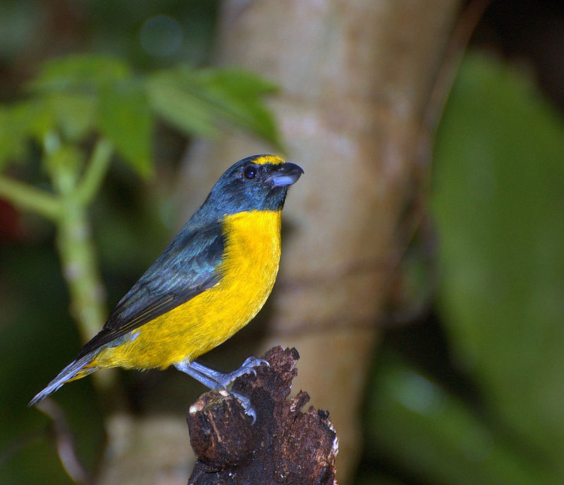 Green-throated Euphonia (Euphonia chalybea) photo