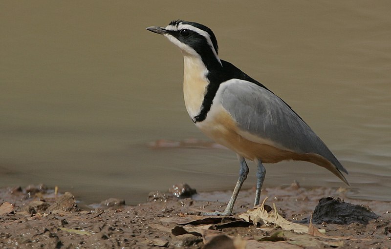 Egyptian Plover (Pluvianus aegyptius) photo