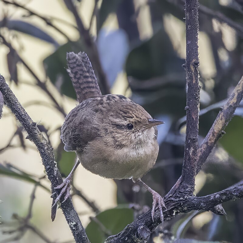 Grass Wren (Cistothorus platensis) photo