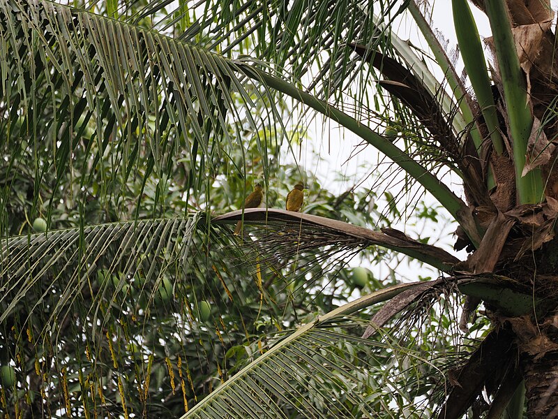 Banggai Golden-Bulbul (Hypsipetes harterti) photo