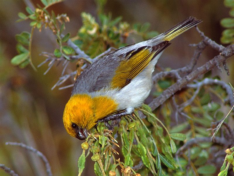 Palila (Loxioides bailleui) photo