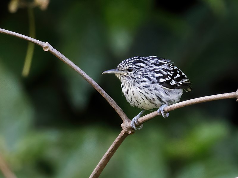 Guianan Streaked-Antwren (Myrmotherula surinamensis) photo