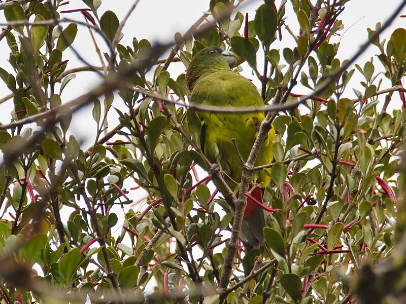 Madarasz's Tiger-Parrot (Psittacella madaraszi) photo