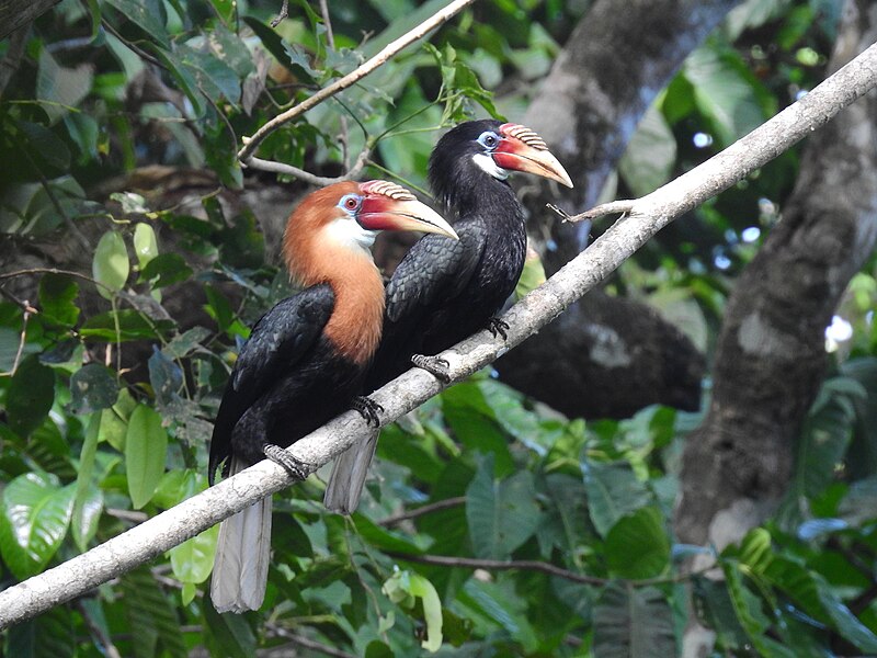 Narcondam Hornbill (Rhyticeros narcondami) photo