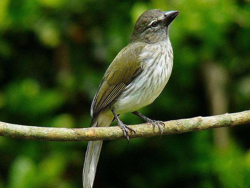 Streaked Saltator (Saltator striatipectus) photo