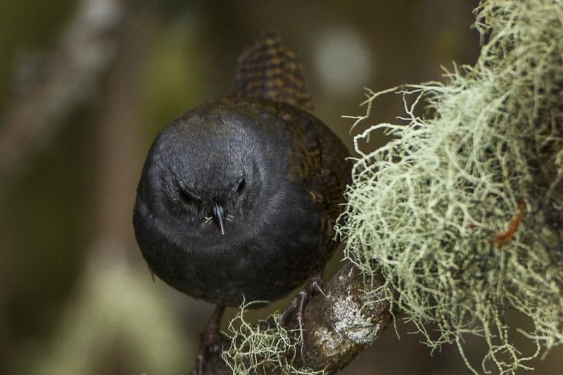 Paramo Tapaculo (Scytalopus opacus) photo