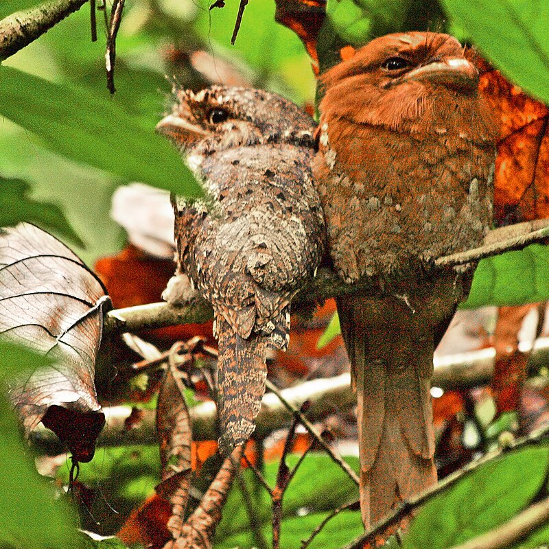 Sri Lanka Frogmouth (Batrachostomus moniliger) photo