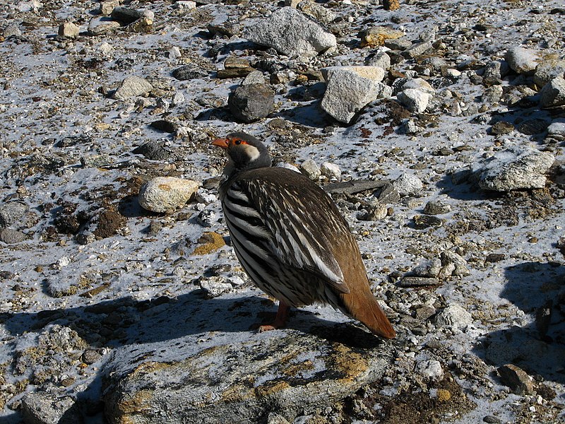 Tibetan Snowcock (Tetraogallus tibetanus) photo