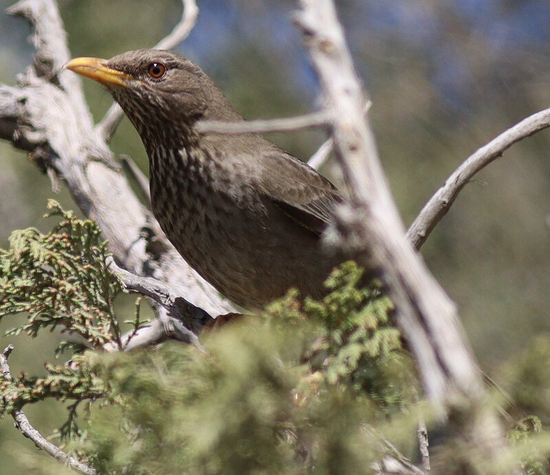 Yemen Thrush (Turdus menachensis) photo