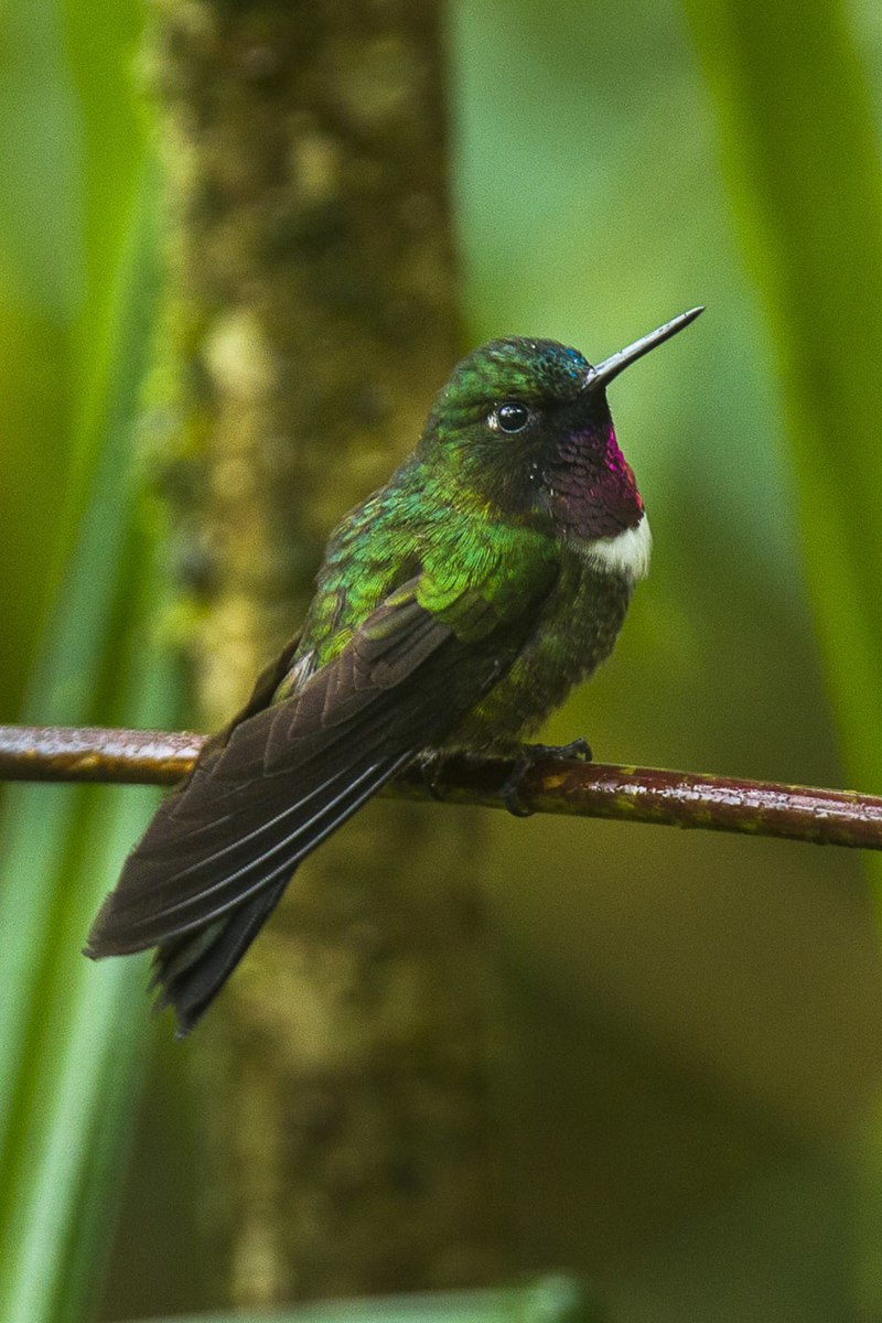 Amethyst-throated Sunangel (Heliangelus amethysticollis) photo