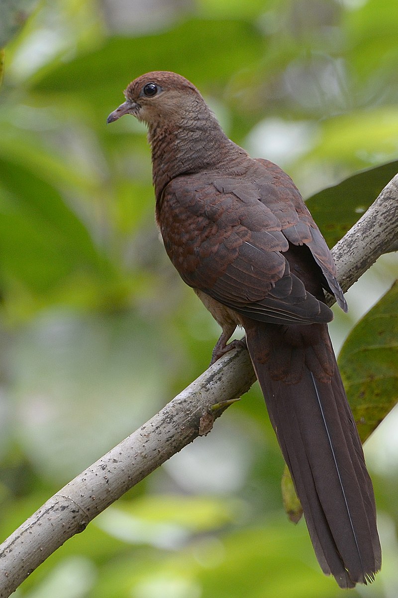 Sultan's Cuckoo-Dove (Macropygia doreya) photo