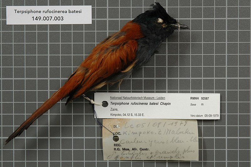 Bates's Paradise-Flycatcher (Terpsiphone batesi) photo