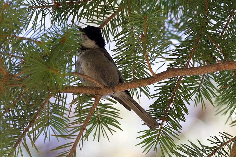 Mexican Chickadee (Poecile sclateri) photo
