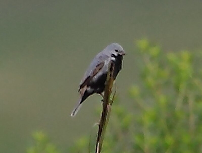 Black-bellied Seedeater (Sporophila melanogaster) photo