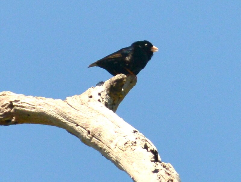 Green Indigobird (Vidua codringtoni) photo