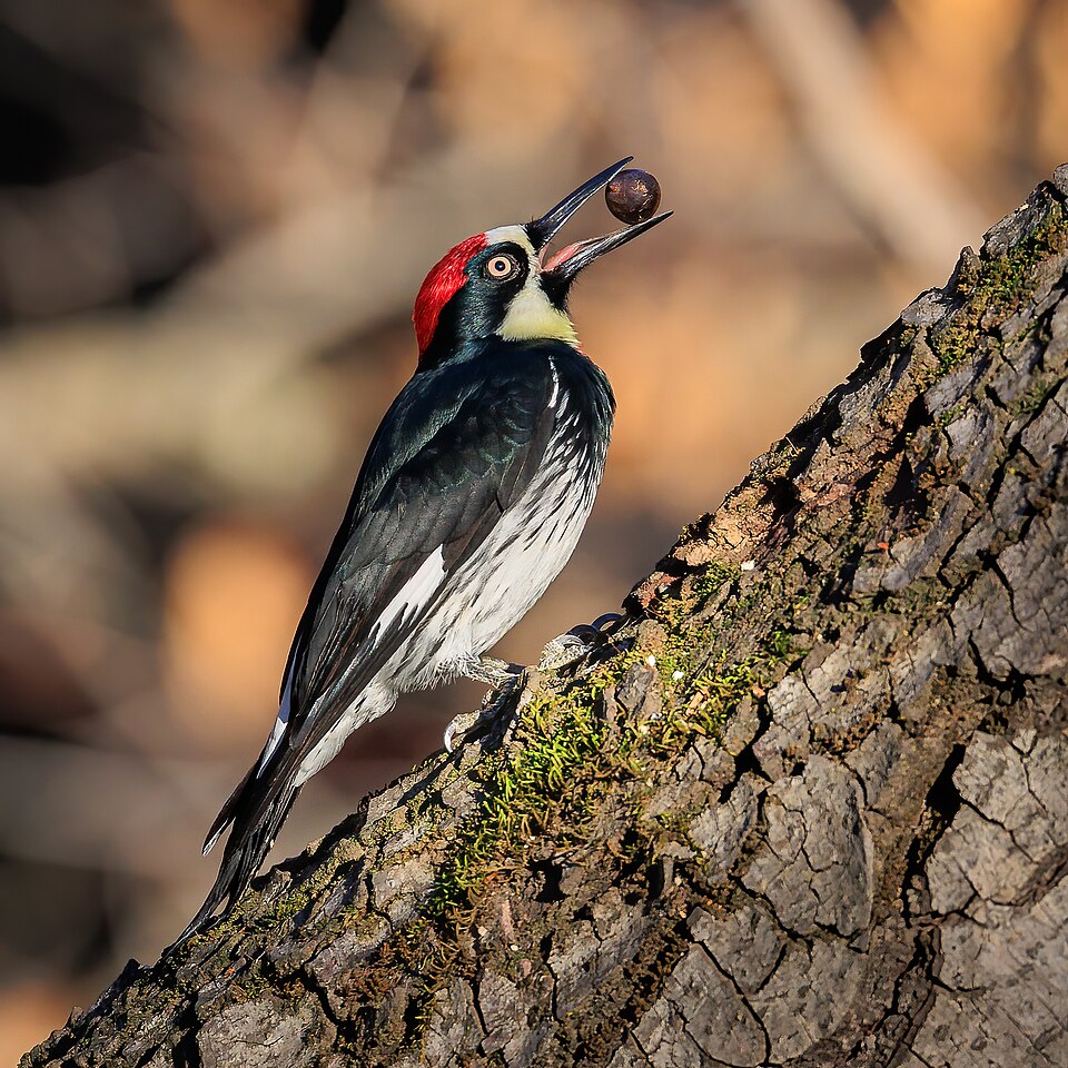 Acorn Woodpecker (Melanerpes formicivorus)