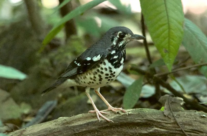 Ashy Thrush (Geokichla cinerea) photo