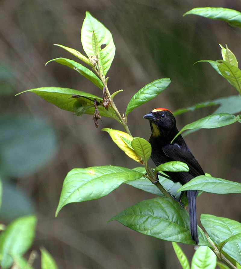 Flame-crested Tanager (Loriotus cristatus) photo