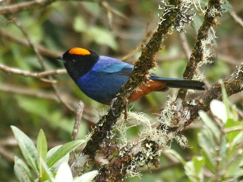 Golden-crowned Tanager (Iridosornis rufivertex) photo