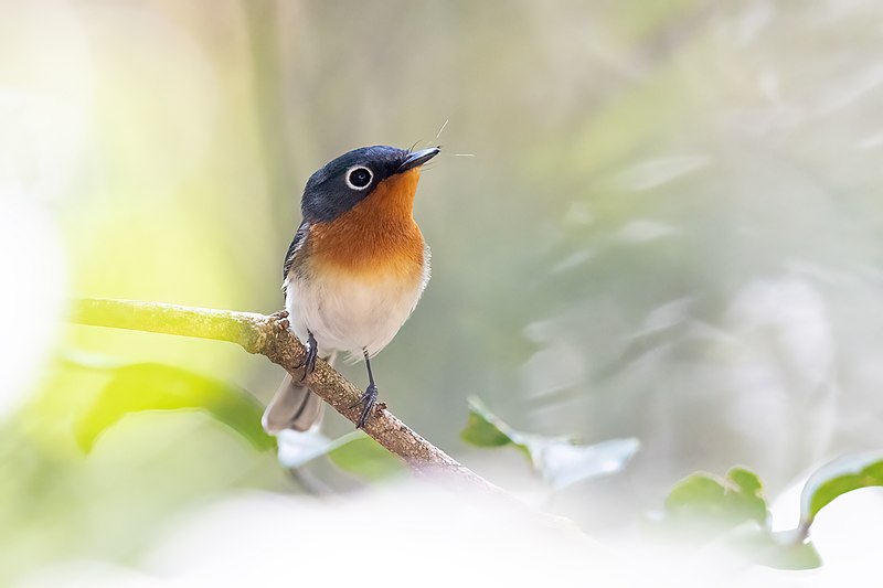 Melanesian Flycatcher (Myiagra caledonica) photo