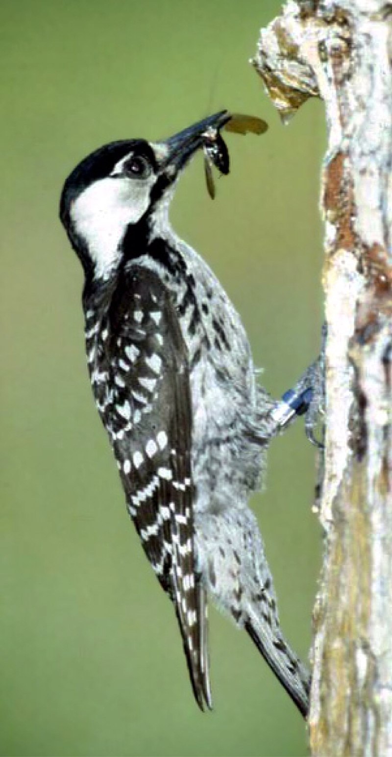 Red-cockaded Woodpecker (Leuconotopicus borealis) photo