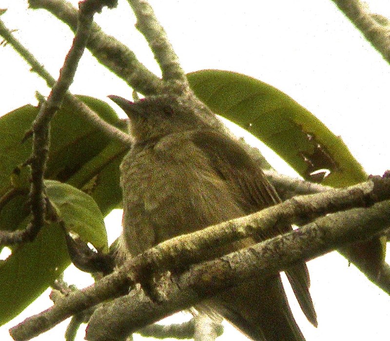 Plain Honeyeater (Pycnopygius ixoides) photo