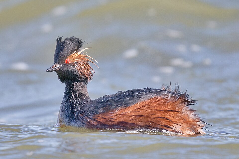 Eared Grebe (Podiceps nigricollis)